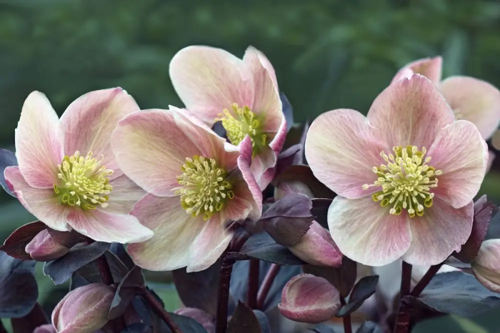 Helleborus