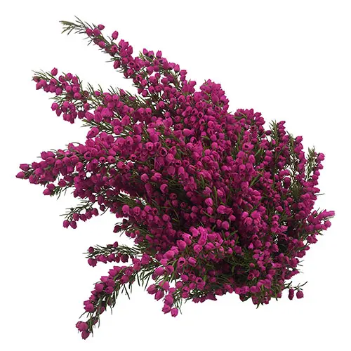 Heather - Boronia