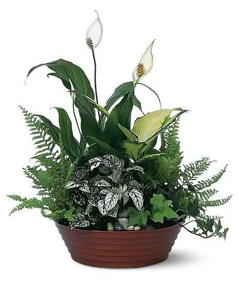 Dish Garden - Classic