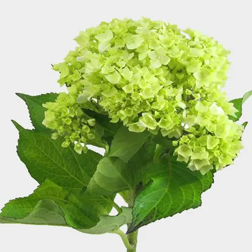 Hydrangea - Mini Green