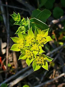 Bupleurum