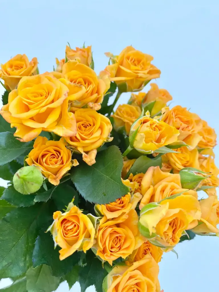 Spray Rose - California