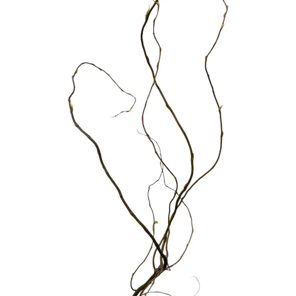 Curly Willow - Medium