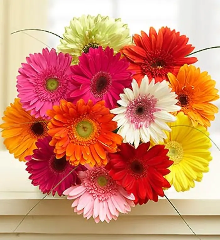 Mini Gerbera Daisy