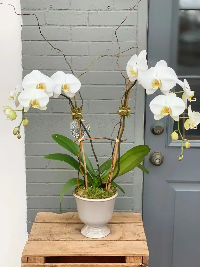 6" Phalaenopsis White Double Stem