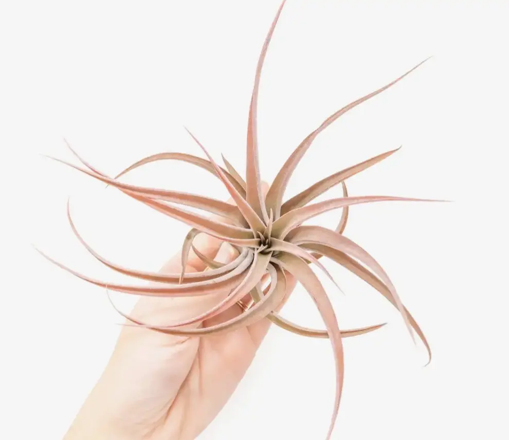 Air Plant - Small 