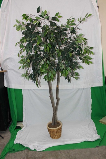 [PDF-006] Ficus Tree #1