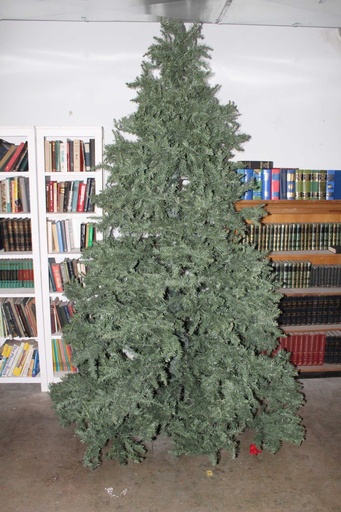 [PDF-008] 10' Evergreen