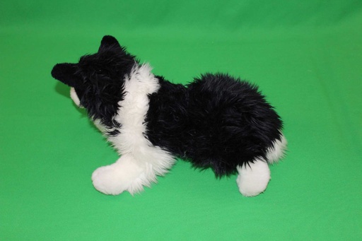 [PTA-036] Border Collie