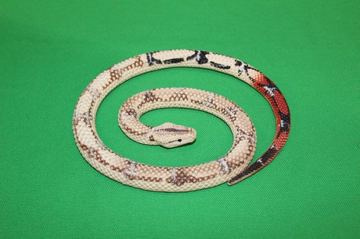 [PTA-040] Toy Snake