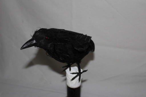 [PTA-053] Crow