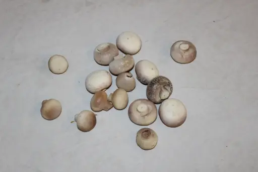 [PKF-164] Baby Bella Mushrooms