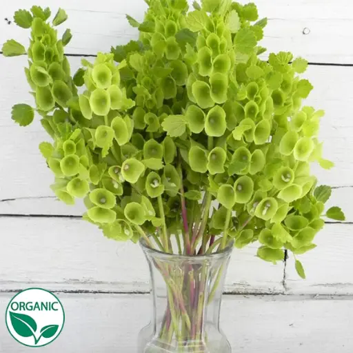 [BFF-2143] Bells of Ireland - Moluccella