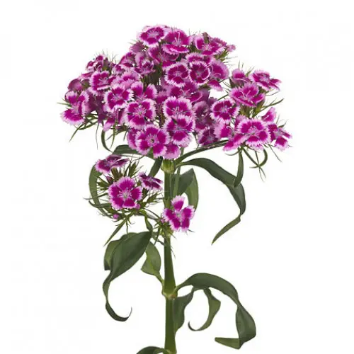 [BFF-2455] Gypsy Dianthus