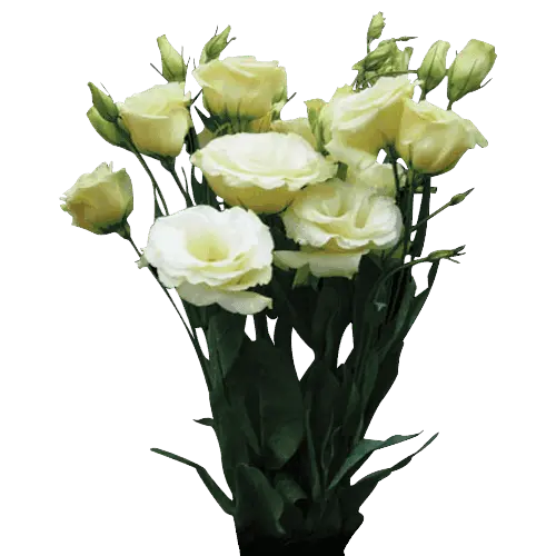 [BFF-2559] Lisianthus - VIP