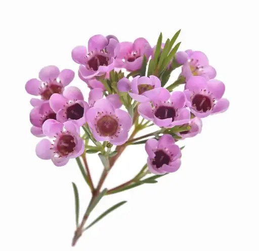[BFF-2902] Waxflower