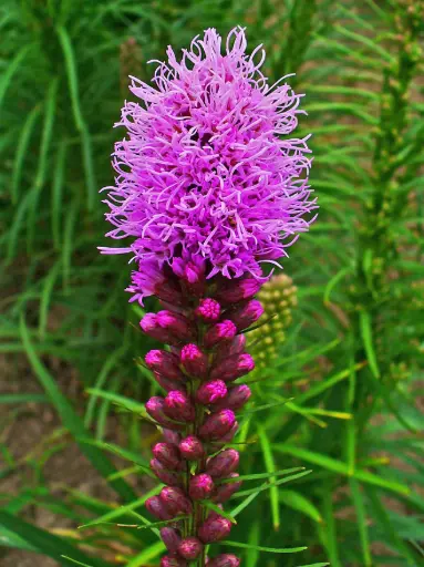 [BFF-3323] Liatris