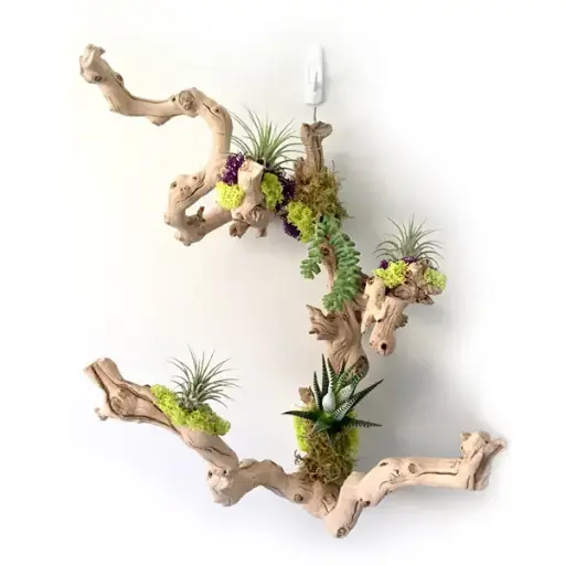 [BFA-SUCGRAPE] Succulent Grapewood Arrangements 