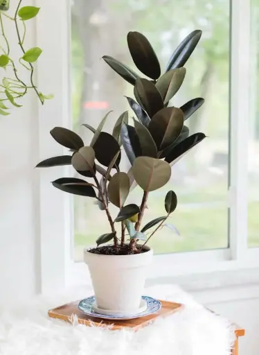 [BFF-5961-001] Rubber Plant - 10" 
