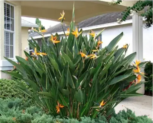 [BFF-5961-002] Bird of Paradise - 6" Plant