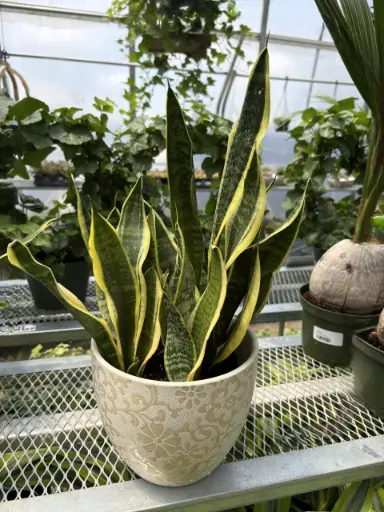 [BFF-5961-003] Mother in Law Tongue - 6" Plant
