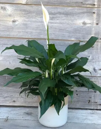 [BFP-5906] Spath Peace Lily - 6" Plant