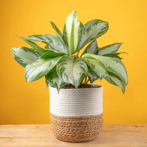 [BFF-5961-006] Aglaonema Silver Bay - 6" Plant