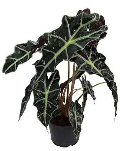 Alocasia Polly - 6" Plant