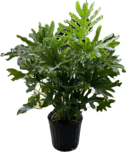[BFF-5950-001] Selloum - 8" Plant