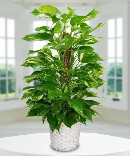 [BFP-5950-002] Pothos Pole - 8" Plant 