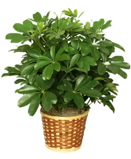 [BFP-5950-004] Arbicola - 8" Plant  