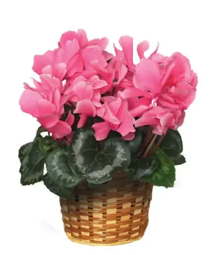 [BFP-5375] Cyclamen  - 6" Plant