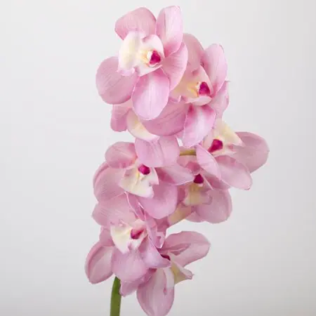 [BFF-2254] Cymbidium Spray - Mini