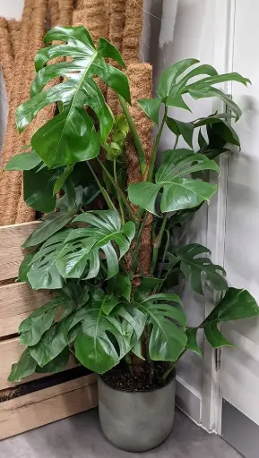 [BFF-3346] Monstera