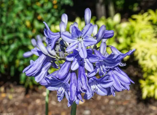 [BFF-2058] Agapanthus