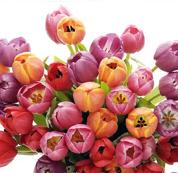 [BFF-TULIAST] Tulips - Assorted
