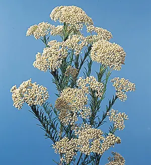 [BFF-2639] Rice Flower