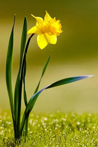 [BFF-2496] Daffodil