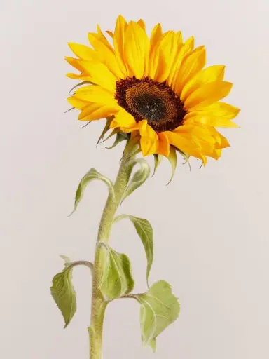 [BFF-2809] Sunflower