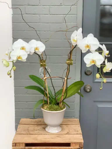 6 in Phalaenopsis White Double Stem