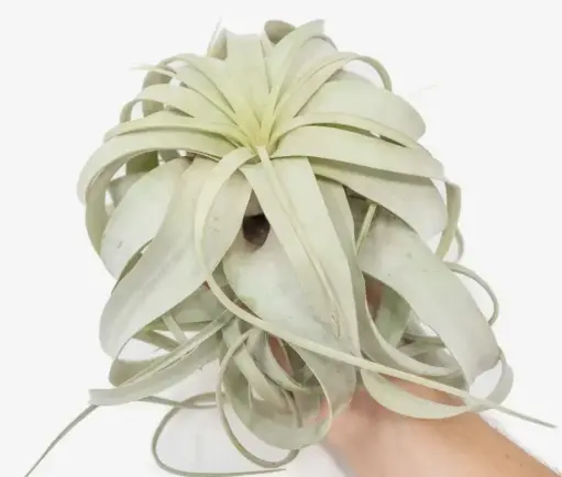 Air Plant - Large 