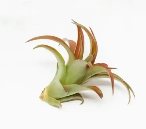 Air Plant - Medium