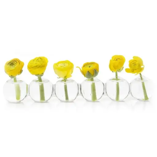[BFV-H4CATC] Caterpillar Clear Glass Bud Vase Long - Small